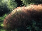 Stipa arundinacea - small image 1