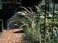 Stipa barbata - small image 1