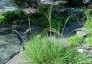 Stipa capillata - small image 1