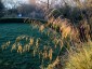 Stipa gigantea - small image 1