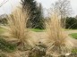 Stipa ichu AGM - small image 1