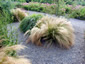 Stipa tenuissima - small image 1