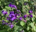 Strobilanthes atropurpurea - small image 1