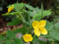 Stylophorum lasiocarpum - small image 1