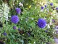 Succisa pratensis 'Derby Purple' - small image 1