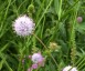 Succisella 'Frosted Pearls' - small image 1