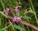 Swainsona galegifolia - small image 1