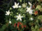 Swertia bimaculata - small image 1