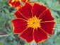 Tagetes linnaeus 'Burning Embers' - small image 1