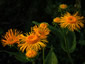 Telekia speciosa - small image 1