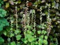 Tellima grandiflora - small image 1