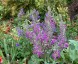 Teucrium betonicum - small image 1