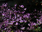 Thalictrum delavayi - small image 1