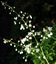 Thalictrum delavayi 'Album' - small image 1