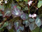 Thalictrum ichangengse - small image 1