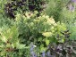 Thalictrum lucidum - small image 1