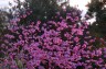Thalictrum 'Splendide' - small image 1
