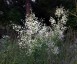 Thalictrum 'Splendide Album' - small image 1