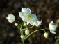 Thalictrum tuberosum - small image 1