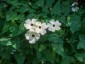 Thunbergia alata 'Suzie White' - small image 1