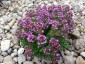 Thymus 'Derry' - small image 1