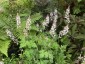 Tiarella 'Pink Skyrocket' - small image 1
