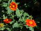 Tithonia rotundifolia - small image 1