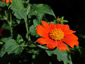 Tithonia rotundifolia 'Red Torch' - small image 1
