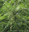 Toona sinensis - small image 1
