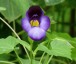 Torenia fournieri - small image 1
