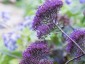 Trachelium caeruleum 'Black Knight' - small image 1
