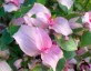 Tradescantia 'Maidens Blush' - small image 1