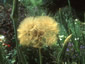 Tragopogon crocifolius - small image 1