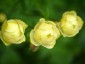 Trollius x cultorum 'New Moon' - small image 1