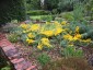 Tropaeolum polyphyllum - small image 1