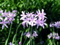 Tulbaghia violacea - small image 1