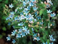 Tweedia coerulea - small image 1