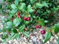 Ugni molinae - small image 1