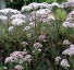 Valeriana officinalis - small image 1