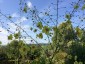 Verbascum roripifolium - small image 1