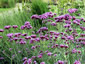 Verbena bonariensis - small image 1