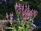 Verbena hastata - small image 1