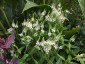Verbena hastata 'Alba' - small image 1