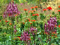 Verbena hastata 'Rosea' - small image 1