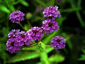 Verbena rigida - small image 1