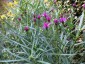 Vernonia lettermannii - small image 1