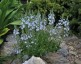 Veronica gentianoides - small image 1