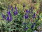 Veronica longifolia - small image 1