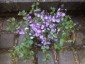 Veronica petraea 'Madame Mercier' - small image 1
