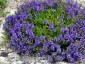 Veronica prostrata AGM - small image 1